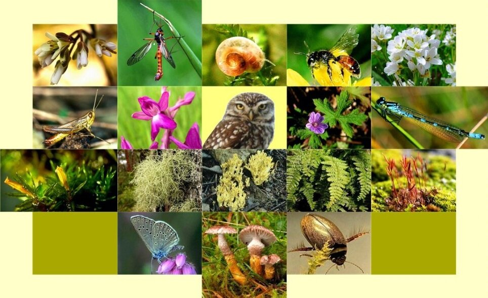 Biodiversity1