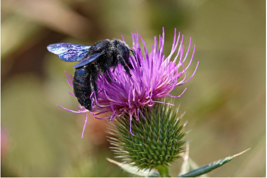 Xylocopa valga Gerstaecker