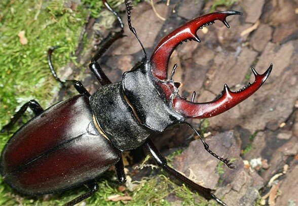 Lucanus cervus